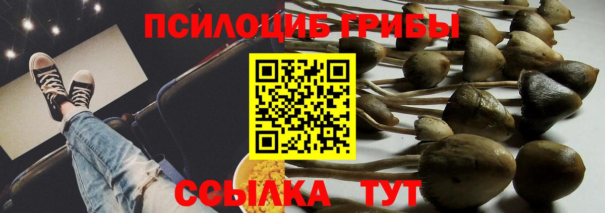 Шуя  Галлюциногенные грибы Psilocybine cubensis  Вход с VPN 