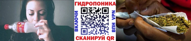 Конопля сатива  Шуя 